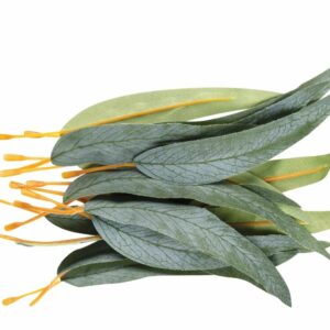 Gum Leaves Pack of 50