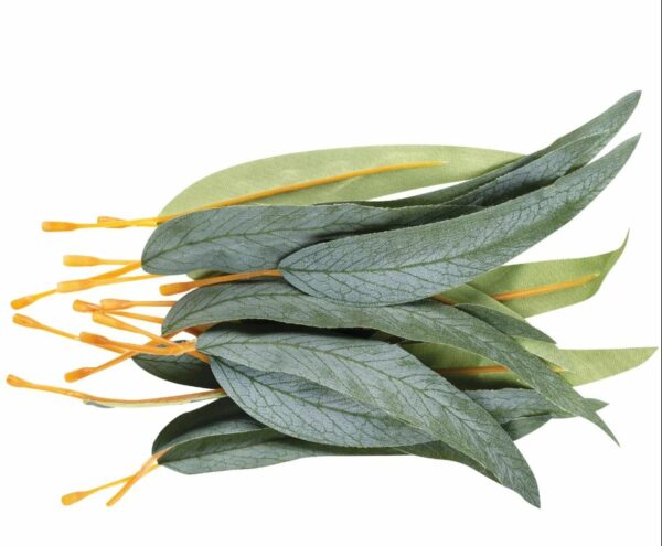 Gum Leaves Pack of 50